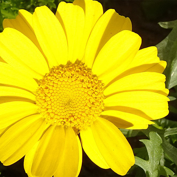 Anti Fatigue Complex Ingredient