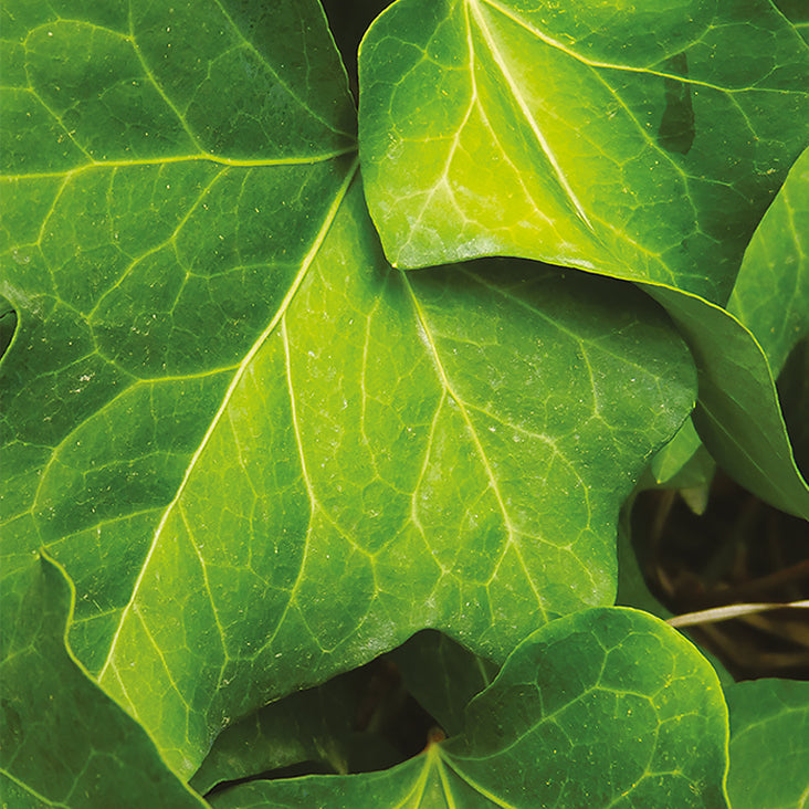 Anti Water Retention Complex Ingredient