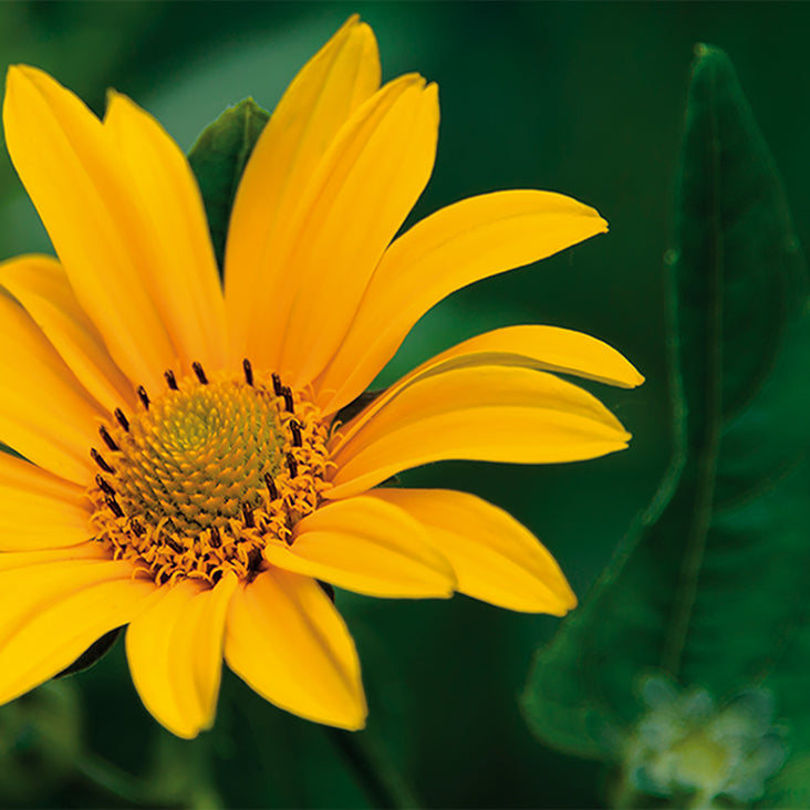 Arnica Macerated Oil Ingredient