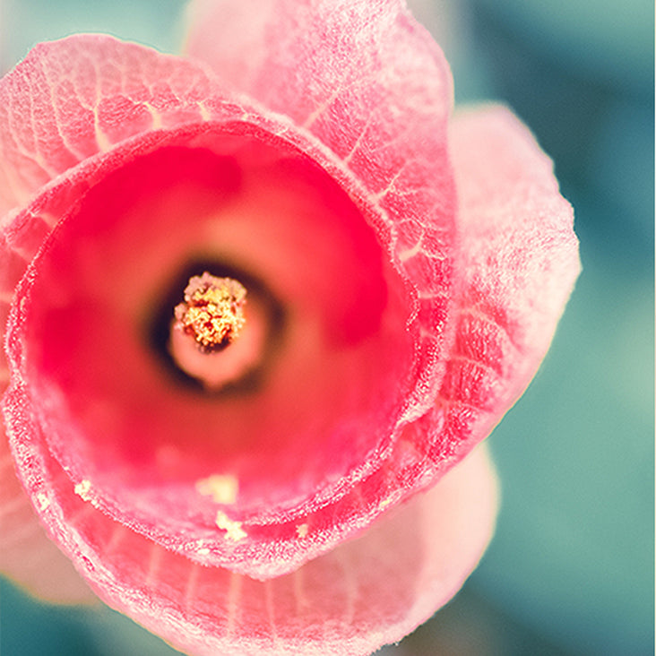 Enzymatic Exfoliating Complex Ingredient