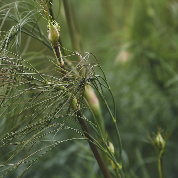 Expert Structure Complex Ingredient