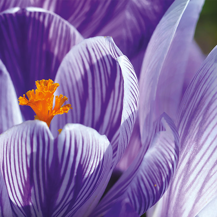 Fitshape Complex Ingredient