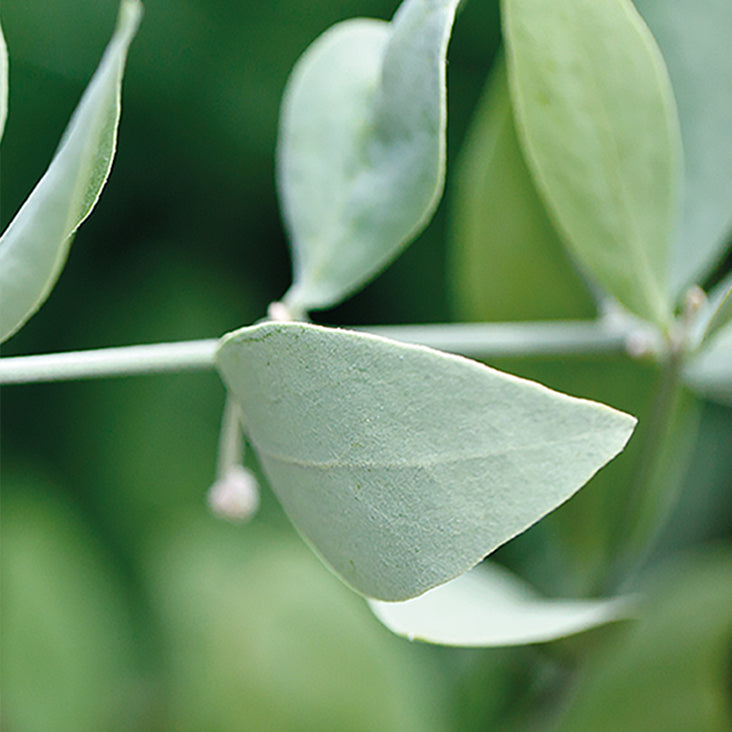Jojoba And Cellulose Microspheres Ingredient