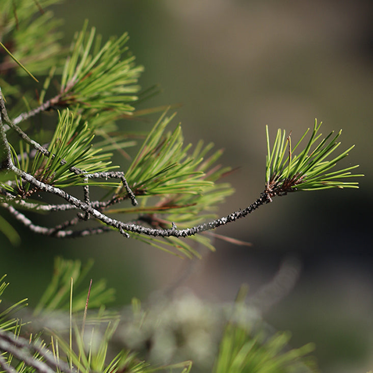 Larch Extract Ingredient