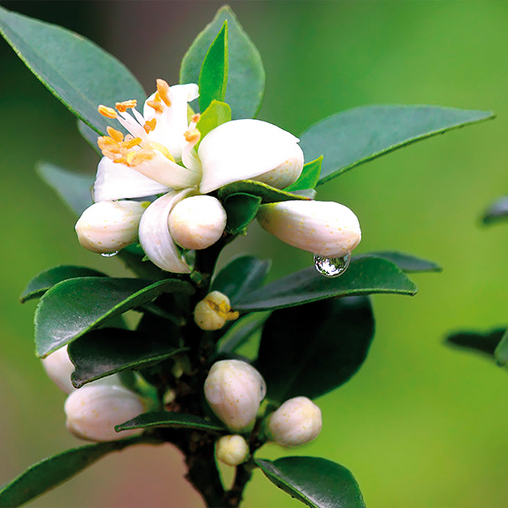 Orange Blossom Floral Water Ingredient