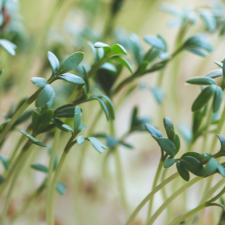 Relaxing Peptide Complex Ingredient