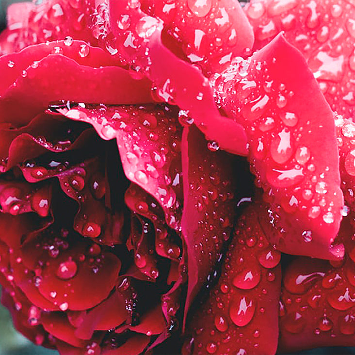 Rose Floral Water Ingredient