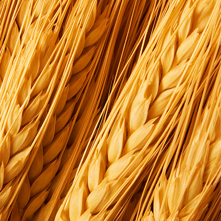 wheat germ oil ingredient