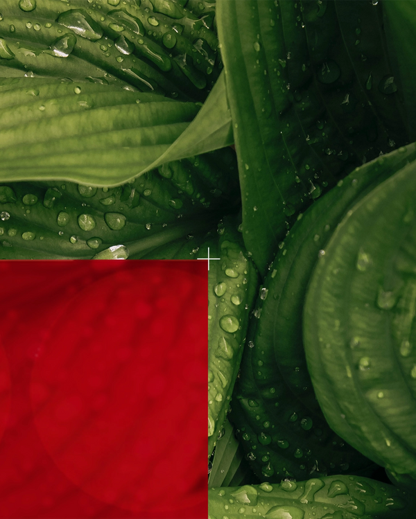 close up of plant leaves
