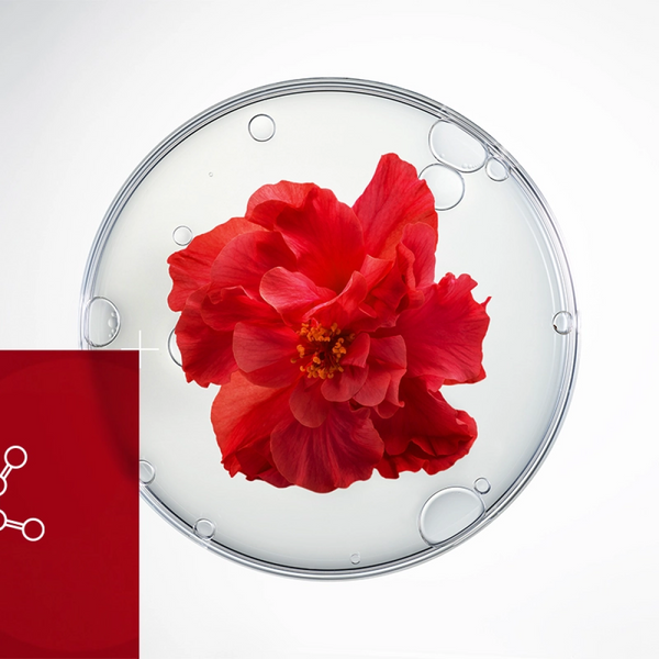 closeup up of red flower in petri dish