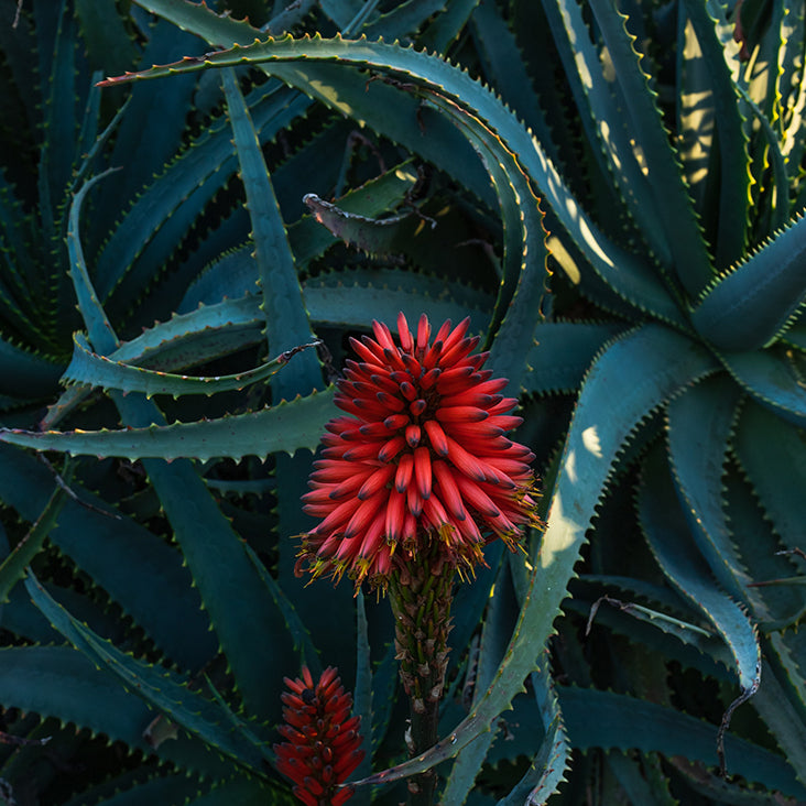 Aloe Ferox Ingredient