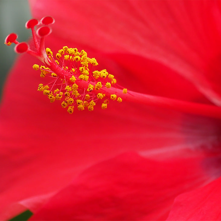Collagen Matrix With Relaxing Hibiscus Extract Ingredient