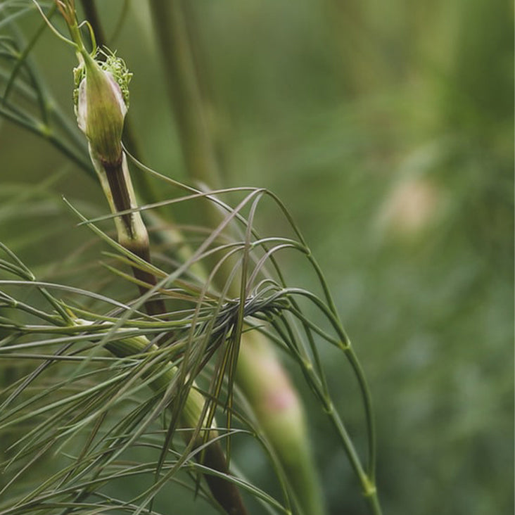Fibrelastin Complex Ingredient