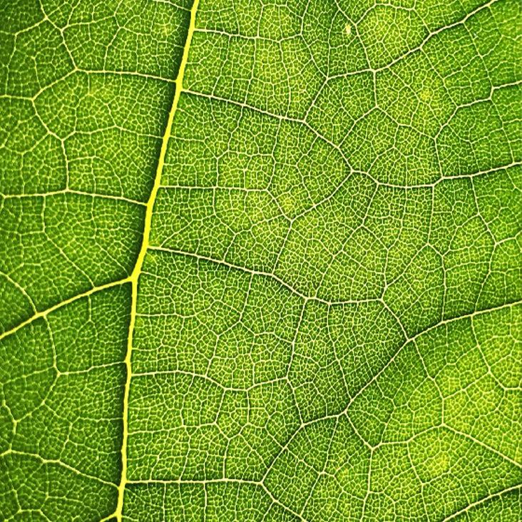 Hydrasensory Complex Ingredient