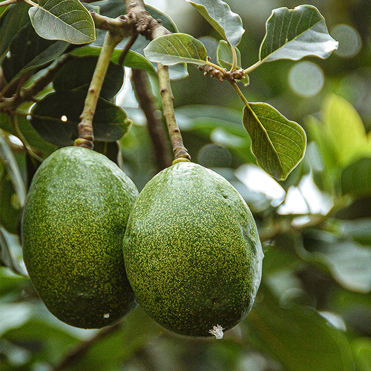 Long Lasting Hydrapulp Complex Ingredient