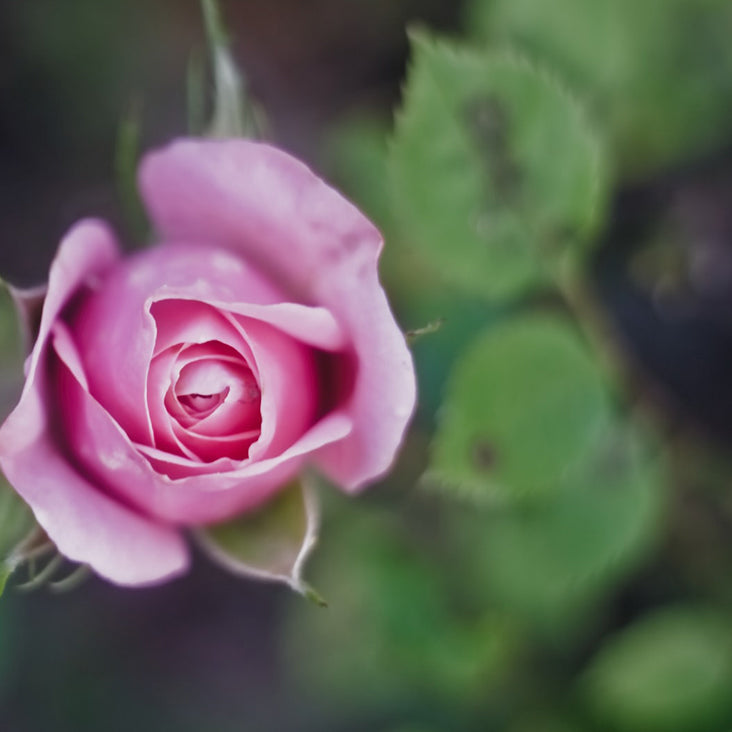 Rose Extract Ingredient