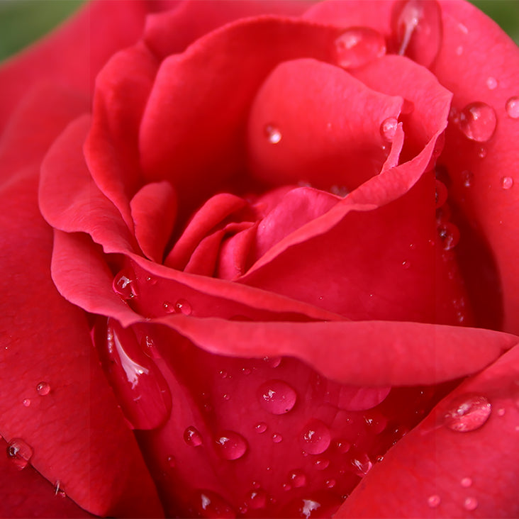 Rose Hydrosol Ingredient
