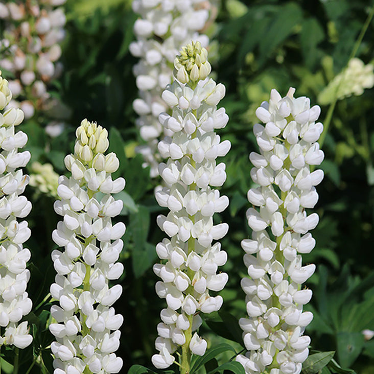 White Lupin Oil And Unsaponifiable Wheatgerm Oil Complex Ingredient