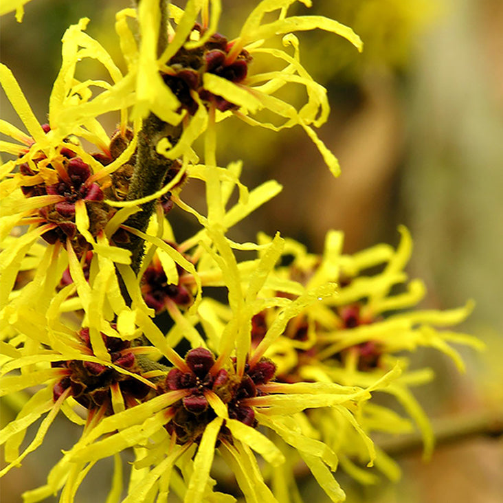 Witch Hazel Hydrosol Ingredient